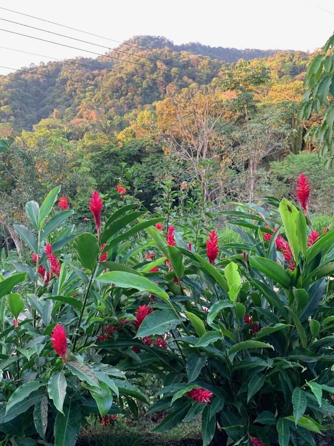 Jungle Home With King Beds -5 Minutes From The Beach Uvita Exterior foto